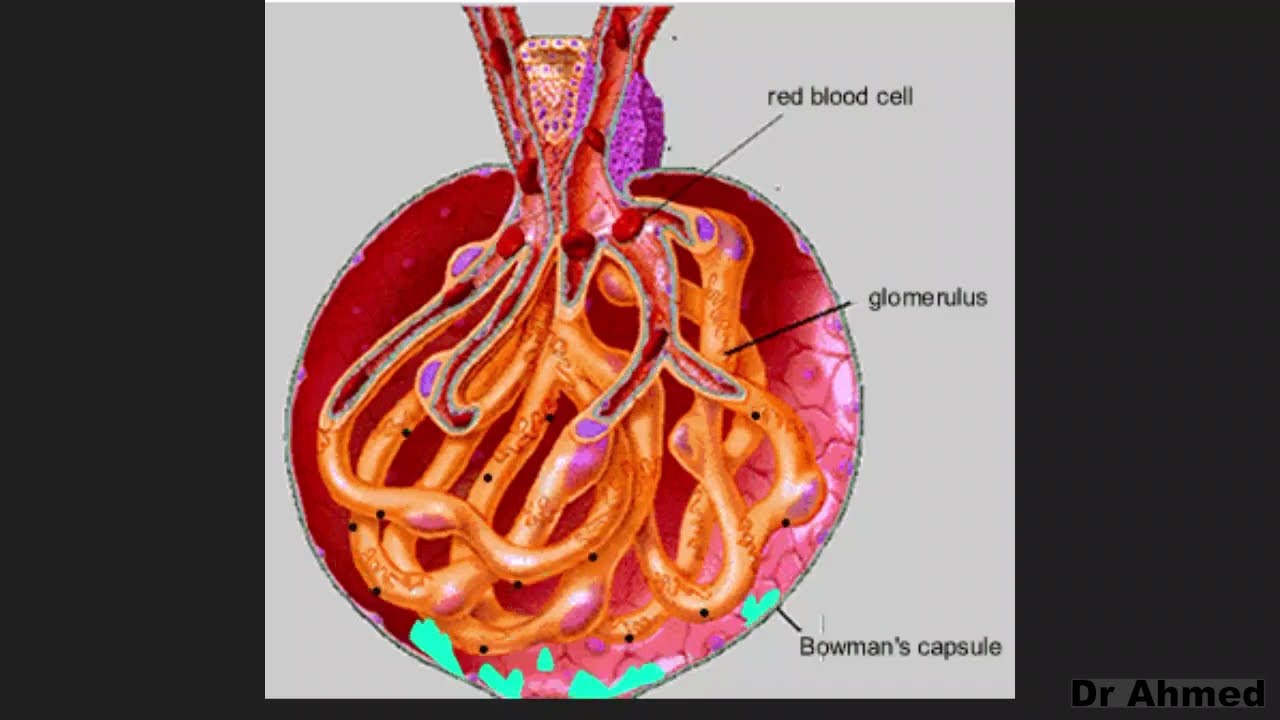 kidney intro
