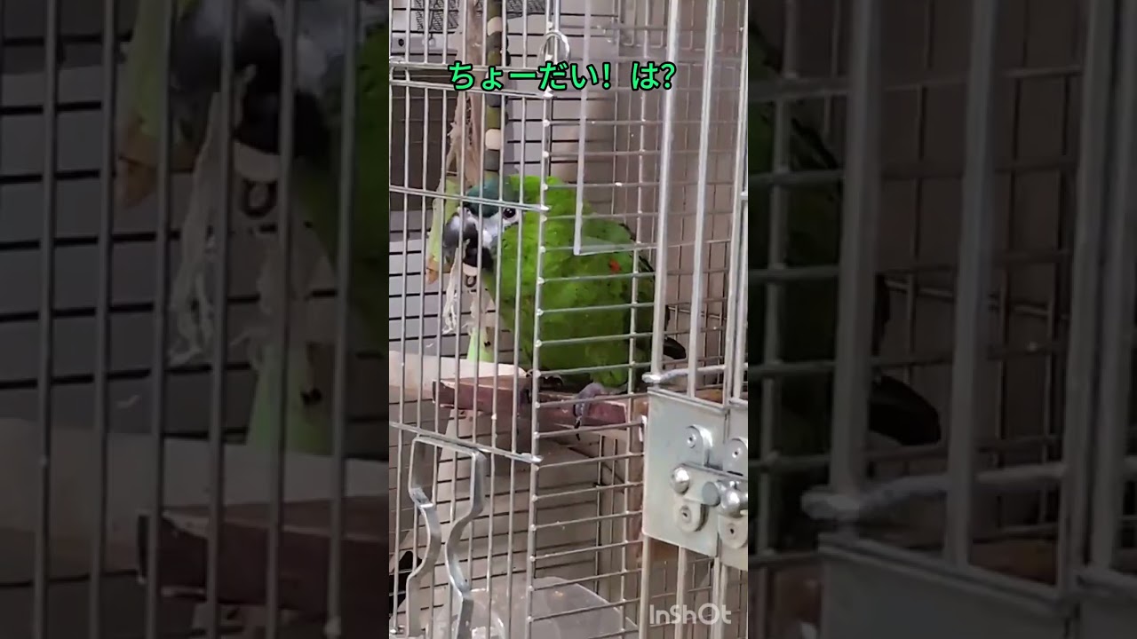 いつものマシンガントークをするコミドリコンゴウインコのタマちゃん🦜