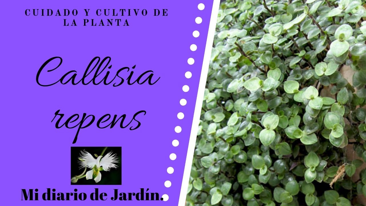 CALLISIA REPENS, planta afro, peluca, CUIDADOS Y CULTIVO, Mi diario de jardin.