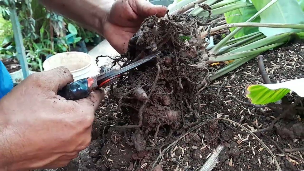 Como reproducir la planta Calatea Cebrina