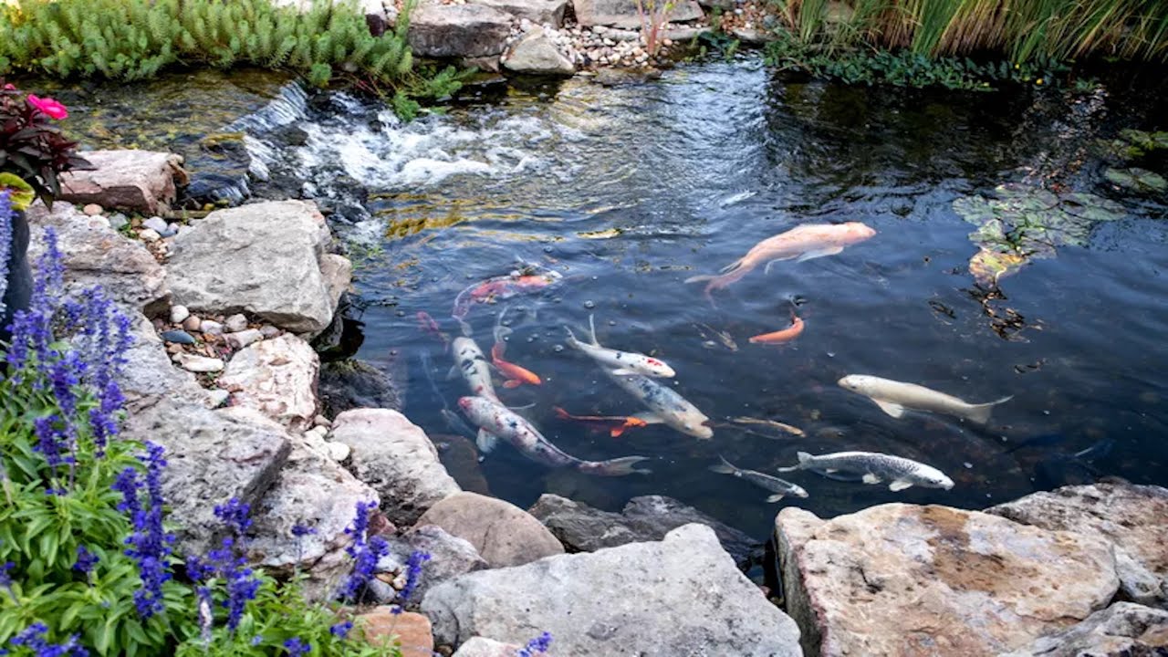 BACKYARD KOI FISH POND DESIGN IDEAS | 24 BEST FISH PONDS GARDEN LANDSCAPING FOR HOME SANCTUARY