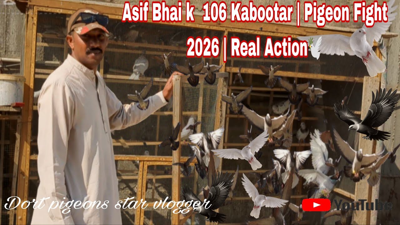 Asif Bhai k Kabootar Ki Zabardast Fight 106 | Pigeon Fight 2026 | Real Action