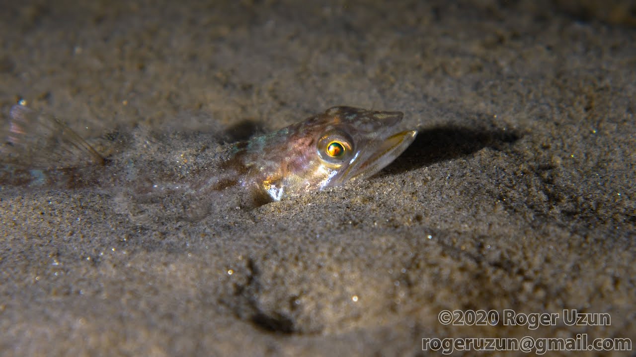 HDObservations : California Lizardfish (4K UHD)