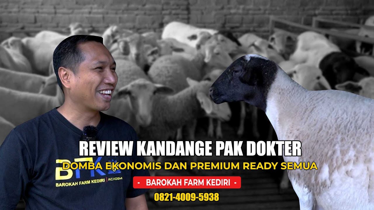 REVIEW KANDANGE PAK DOKTER! DOMBA EKONOMIS & PREMIUM READY SEMUA! | BAROKAH FARM