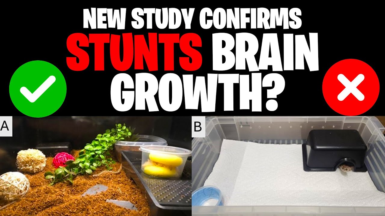 Are Racks Bad for Snakes? New Study Drops Bombshell!