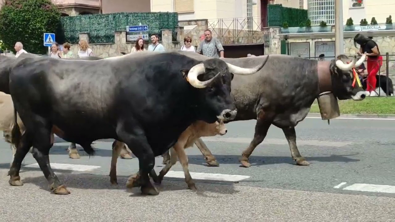  La Pasa de las Tudancas,7/6/2025, Santander Cantabria España 