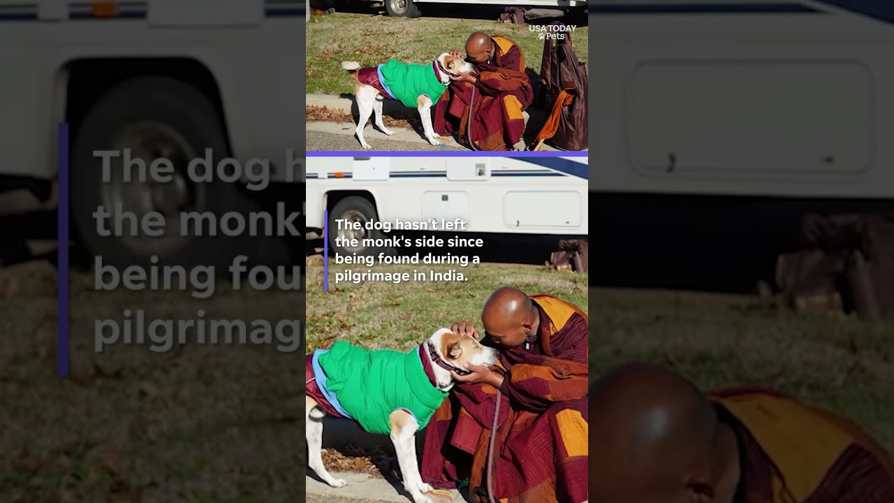 Aloka, the peace dog, takes over 2,000 mile journey with Buddhist monks