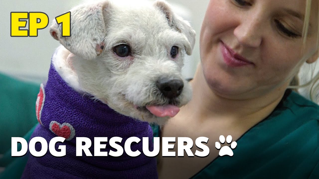 The Dog Rescuers: Episode 1 Hospital Heroes - Animal Documentary
