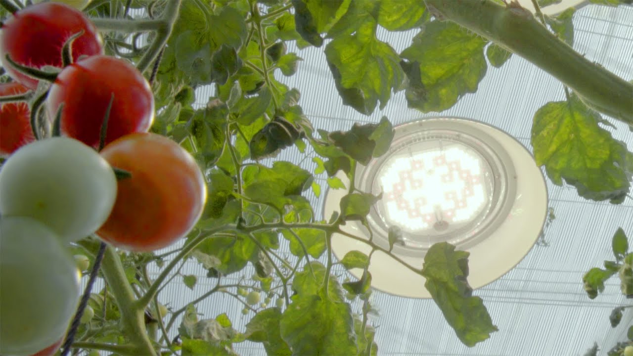 Samsung Horticulture Lighting Solutions