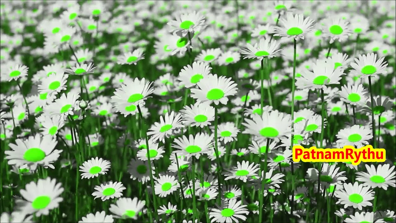 ఈ మొక్కలు చంపేస్తాయా ? #patnamrythu #killingplants