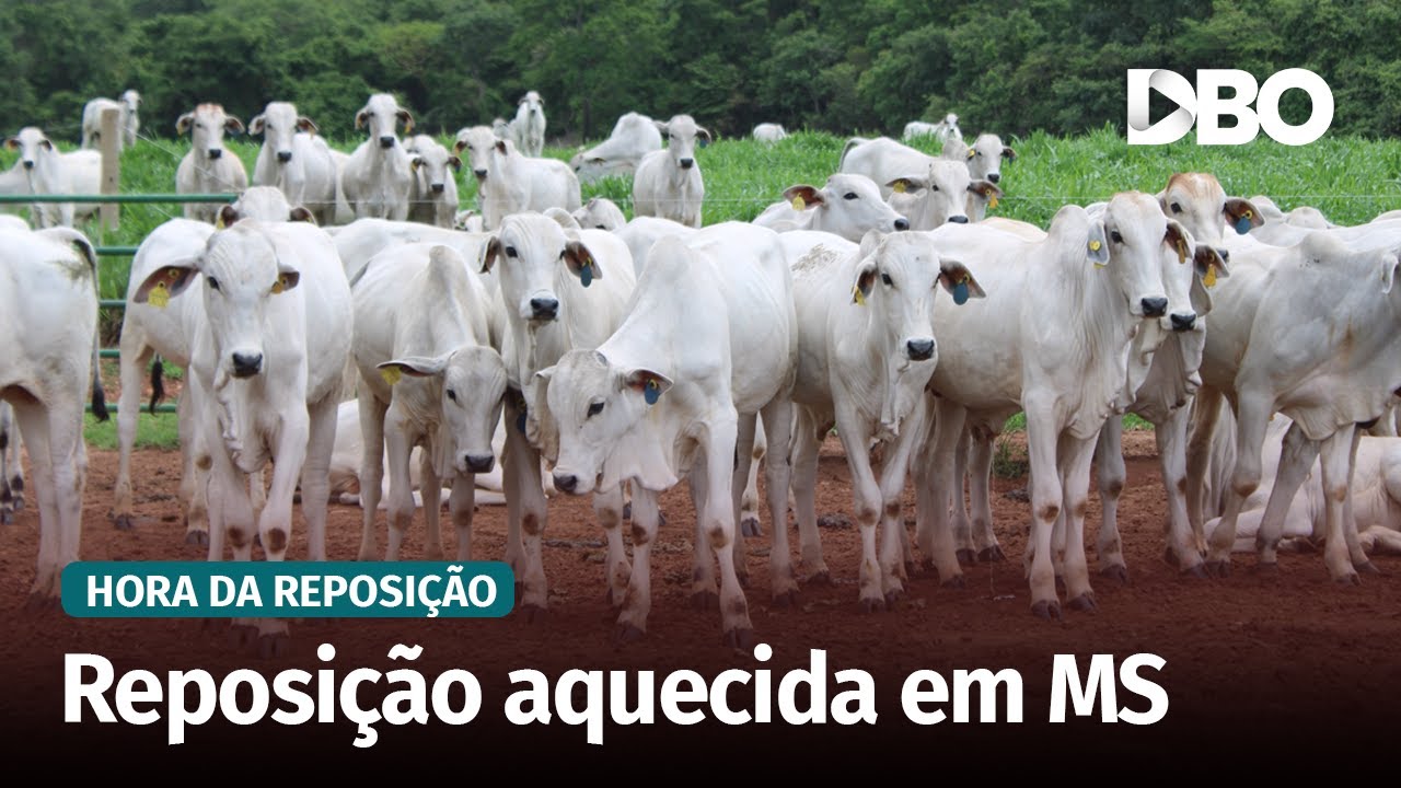 Bezerro atinge preços recordes em Mato Grosso do Sul