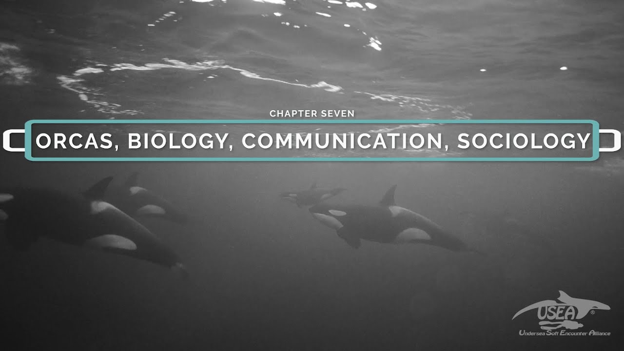 ORCAS - BIOLOGY, SOCIOLOGY, COMMUNICATION