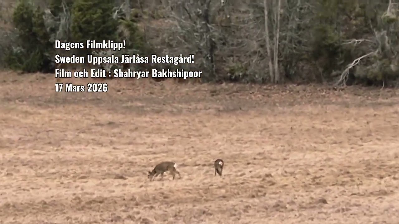 Dagens Filmklipp!Sweden Uppsala Järlåsa Restagård!Film och Edit : Shahryar Bakhshipoor 17 Mars 2026