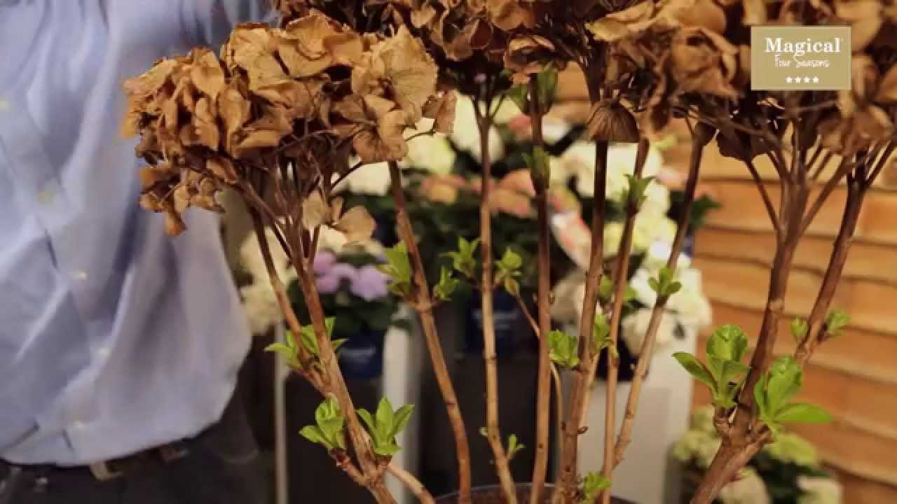 Magical Four Seasons - Wie und wann schneide ich meine Hortensien zurück?
