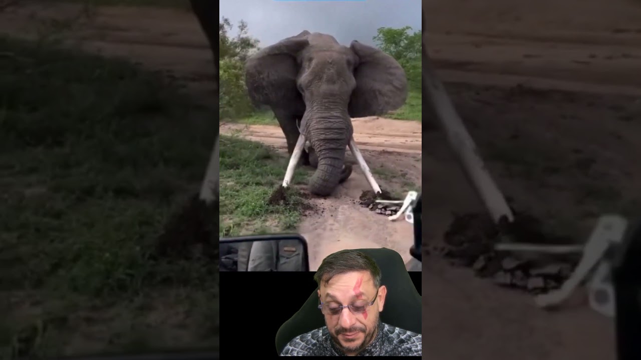 O poder do elefante #biologohenrique #animais #bichoesperto #biologo