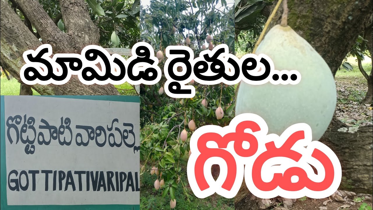 Mango Farmers big Loss
