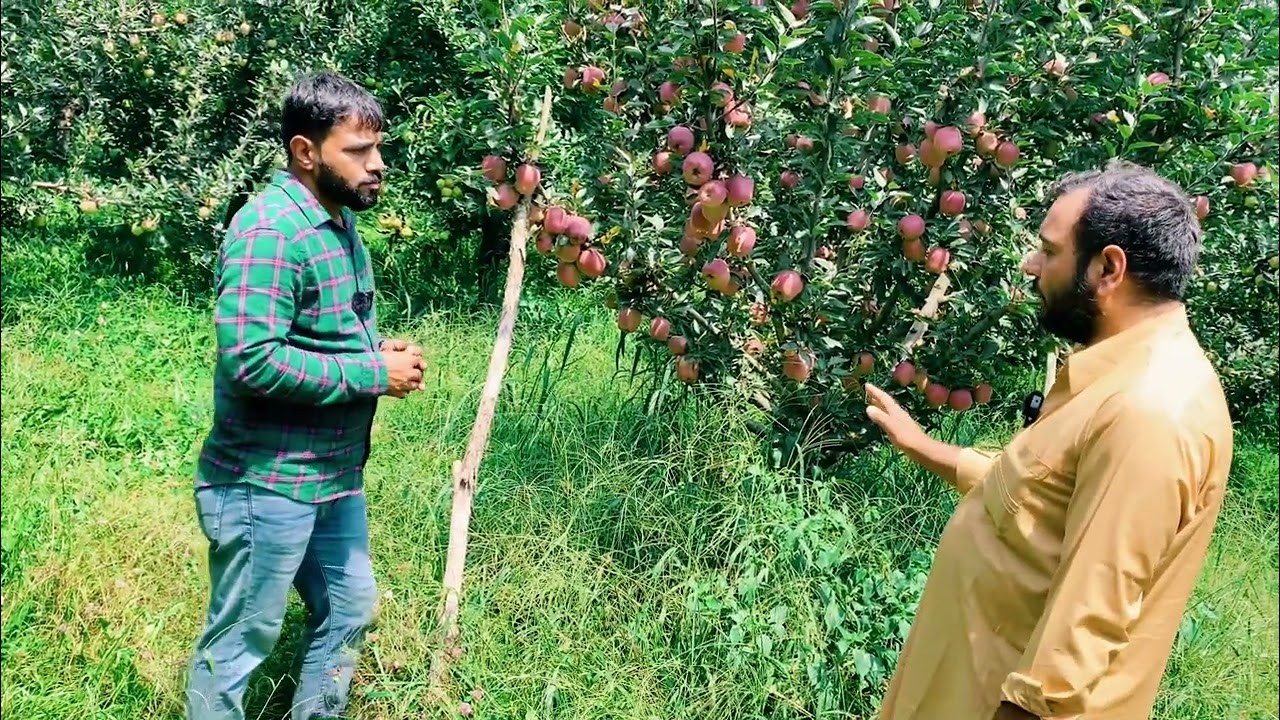 सेब में आने वाले रोग व उपचार कैसे करे Apple plant disease and care   Anna/ Dorset / HRMN 99 #jhn