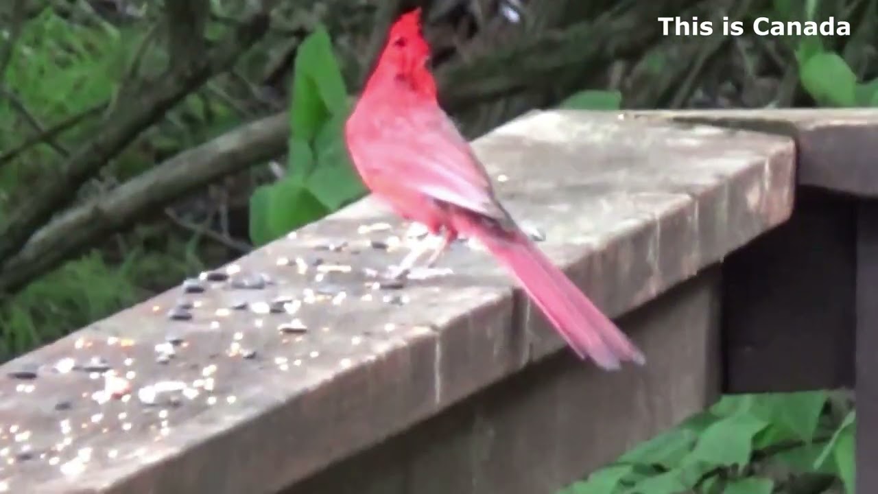 The amazing action of a Single Cardinal.