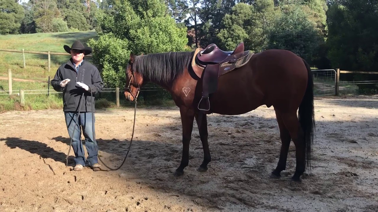 How to teach your horse to move forward off your leg (lazy horse)