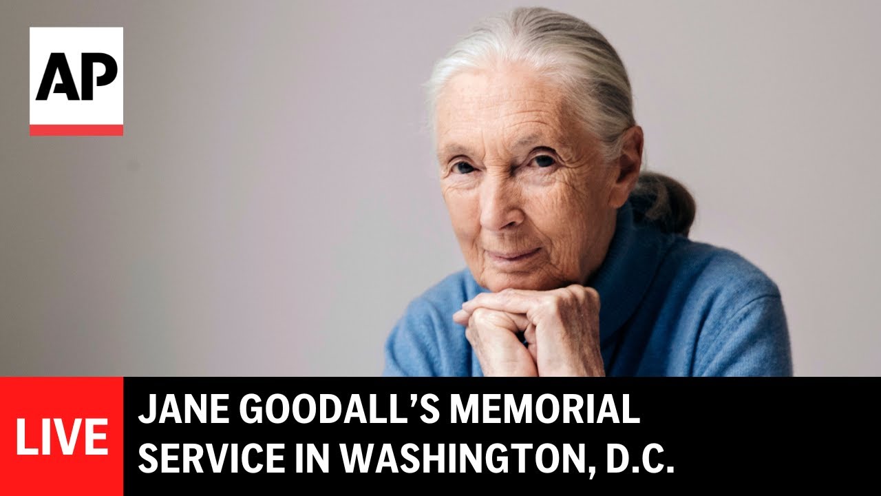 LIVE: Jane Goodall&rsquo;s memorial service in Washington, D.C.