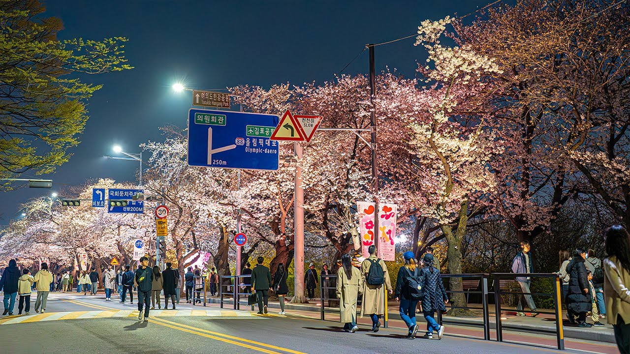 Seoul Cherry Blossom Festival Yeouido Hangang Park | Best Place to Visit in Korea 4K HDR