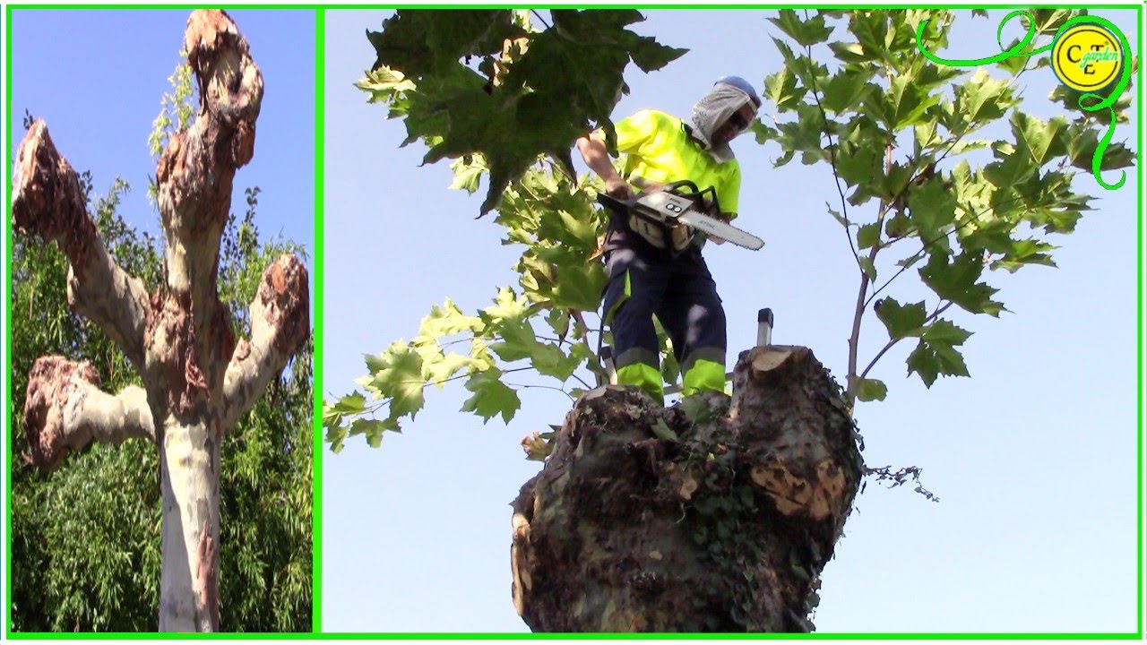 PODA DRÁSTICA o desmoche de un PLATANO DE SOMBRA O SICOMORO platanus hispanica