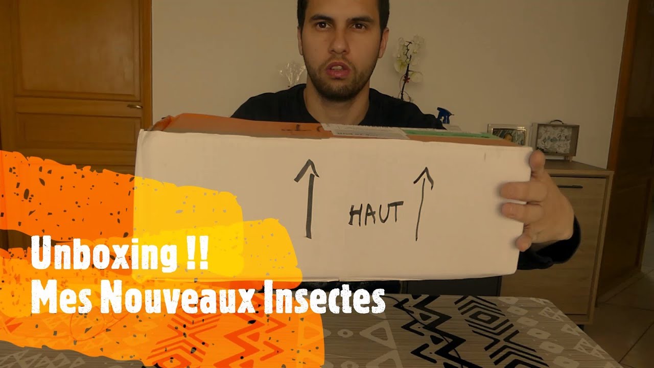 Unboxing !! Mes Nouveaux Insectes