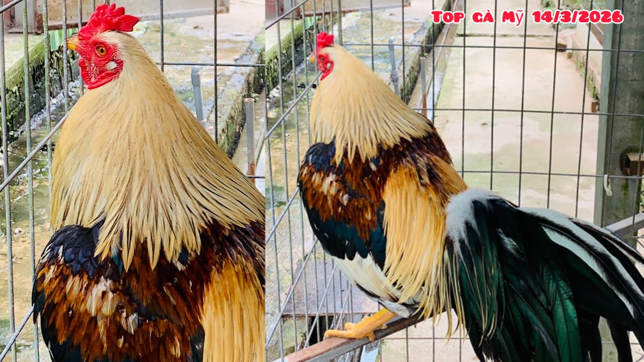 Top những bé gà Mỹ đẹp từ A-Z | zalo : 0772.763.758
