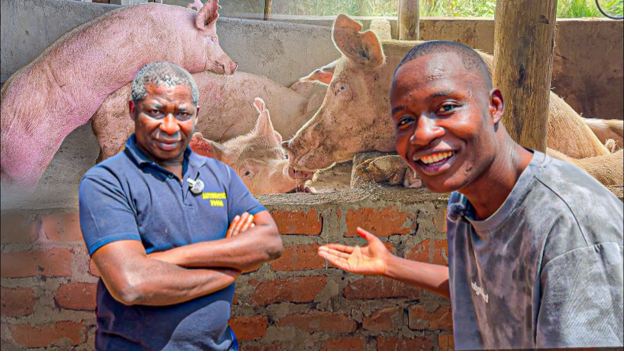 Shocking | From UK to Making Millions with Pig Farming in Zimbabwe