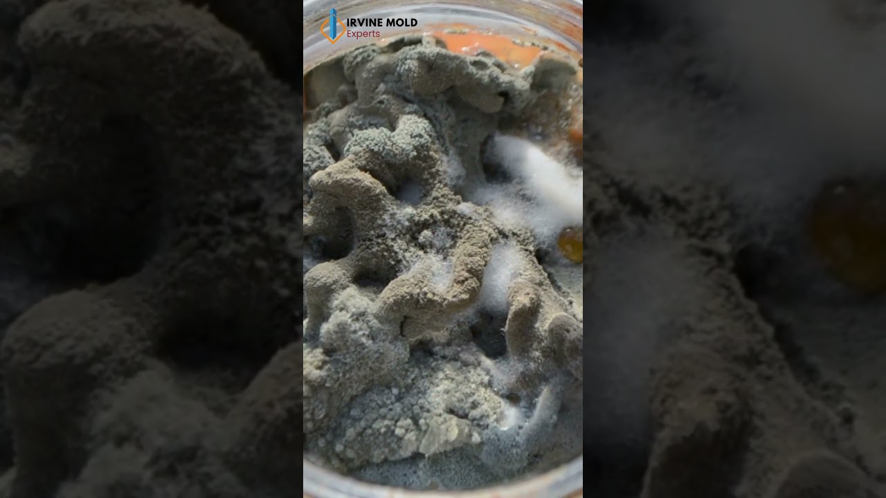 Irvine Mold Experts || Mold Solutions for Every Space #irvine #mold #moldremoval