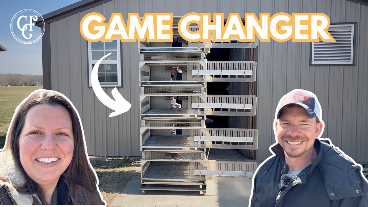 Inside Our Poultry Brooder Room (What Actually Works)
