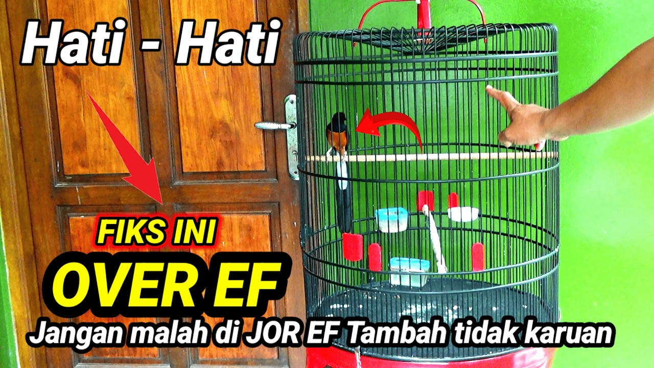 Fahami ini | Ciri ciri muraibatu kelebihan porsi EKTRA FOODING ‼️