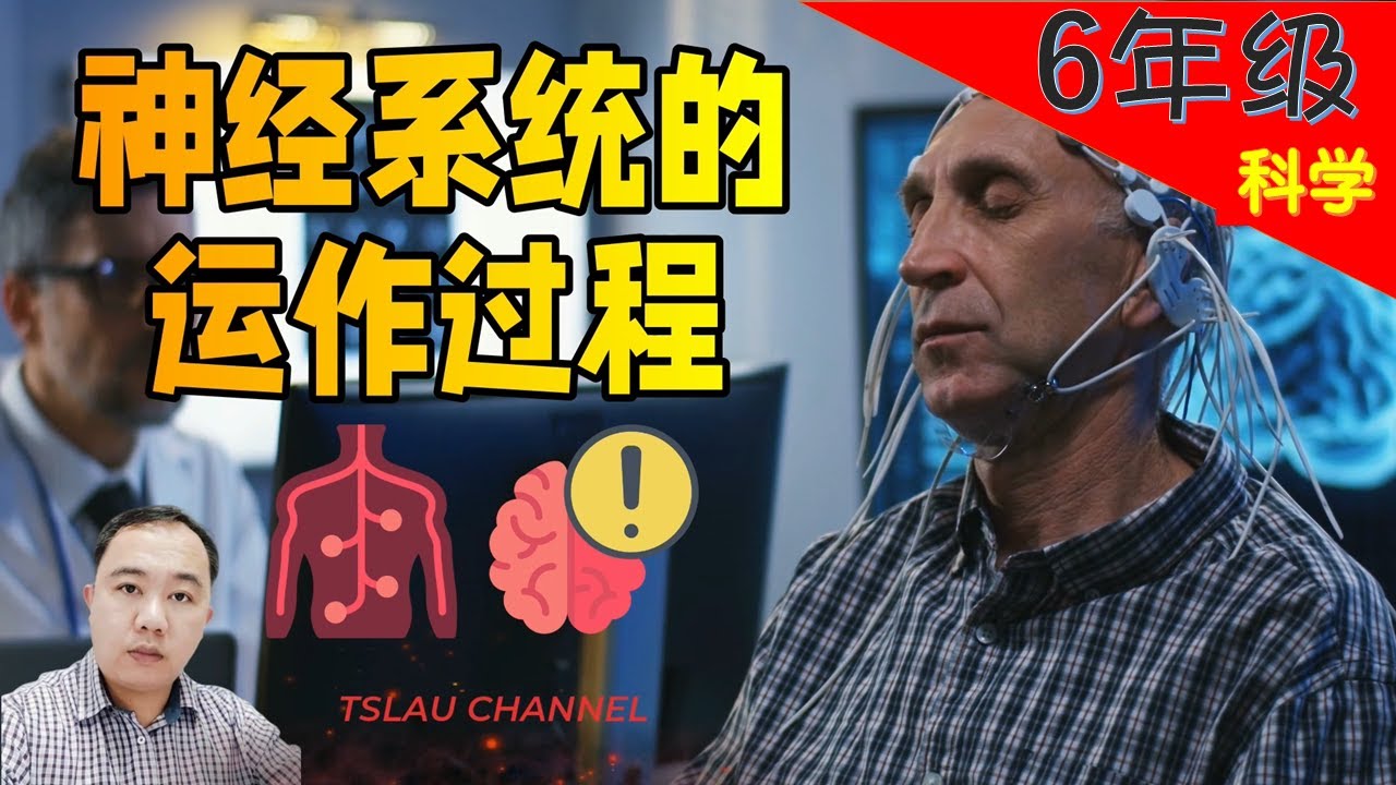 【神经系统的运作过程】PART 2/2 【人类】 | 6年级 | KSSR  SEMAKAN  | TSLAU