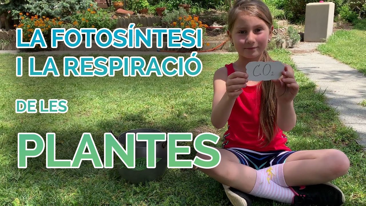 La fotosíntesi i la respiració de les plantes
