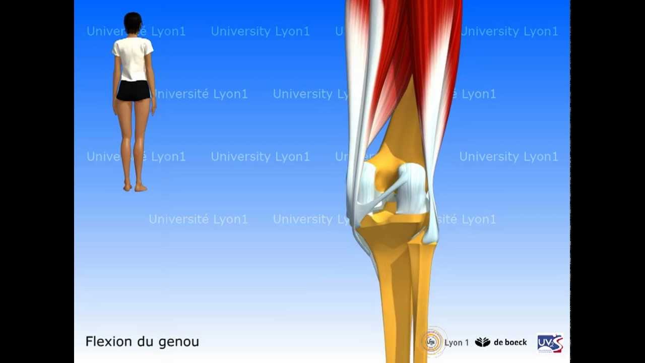 Les muscles de la cuisse : les ischio-jambiers