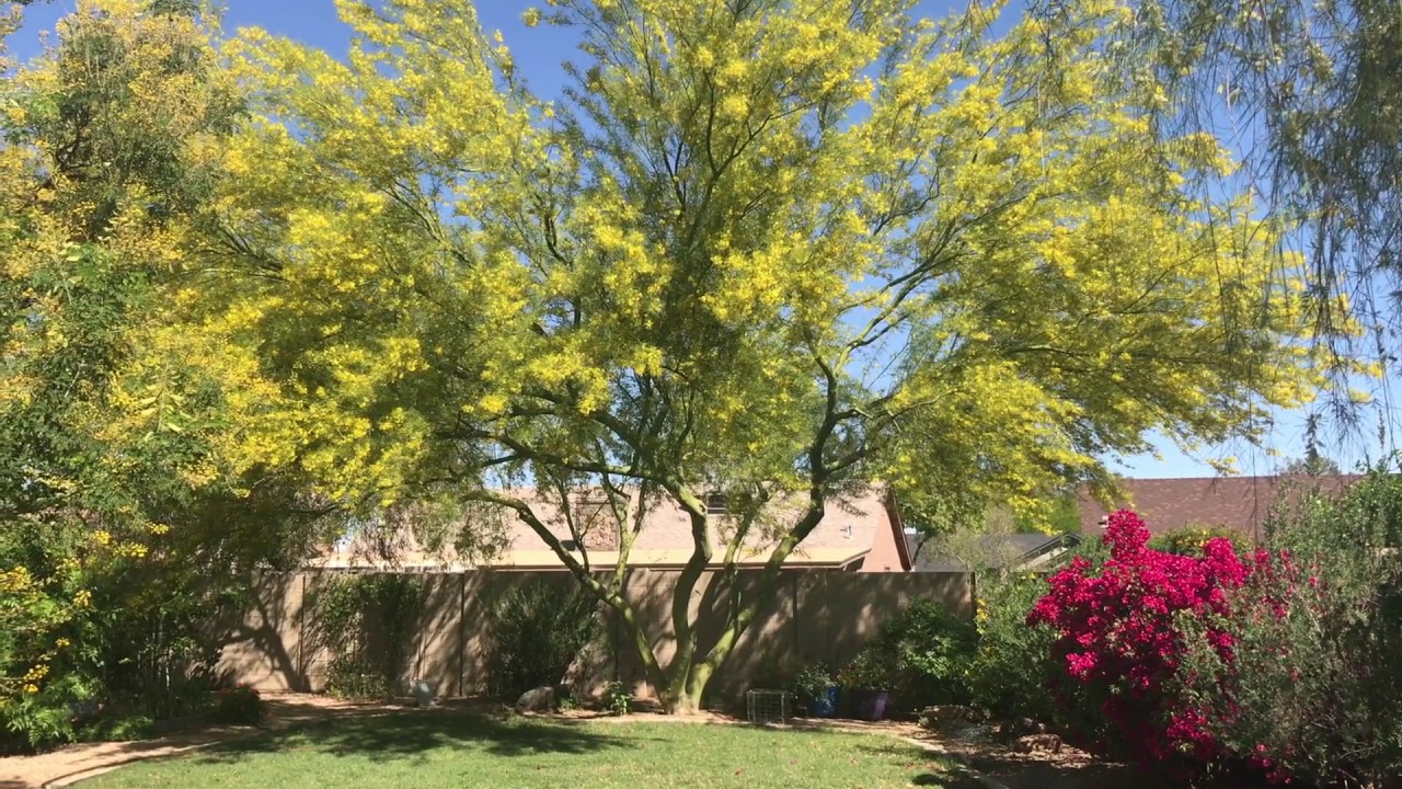 Desert Museum Palo Verde