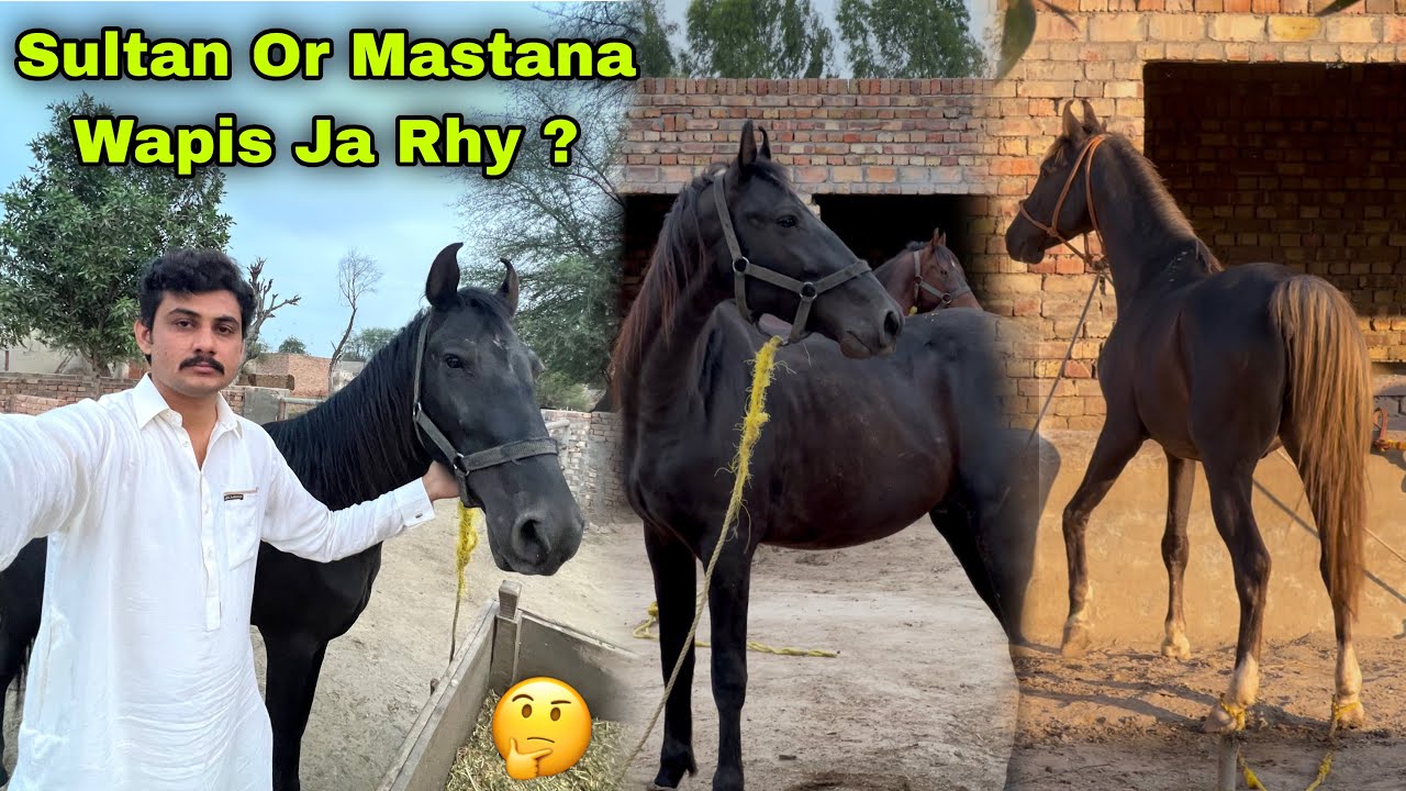 Sultan or Mastana Wapis Ja Rhy hen ? || Sultan Training Complete 🤔