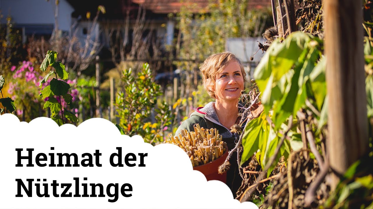Heimat der N&uuml;tzlinge | Wie bietet man ihnen Schutz 🦔🦎🐝