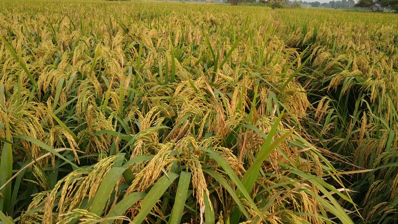 My crop amman super seed