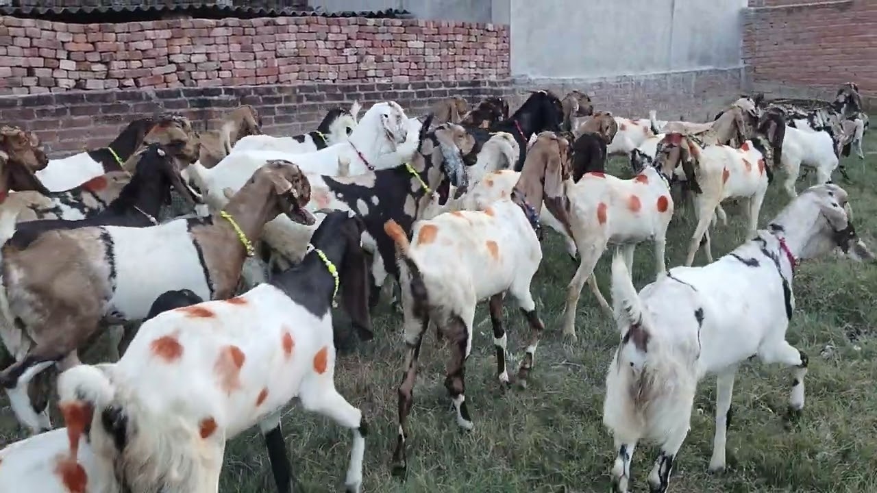 Mustafa Goat Farm Jaunpur Mo.(9389512669)(6390501328) @MustafaBakriFarmJaunpur
