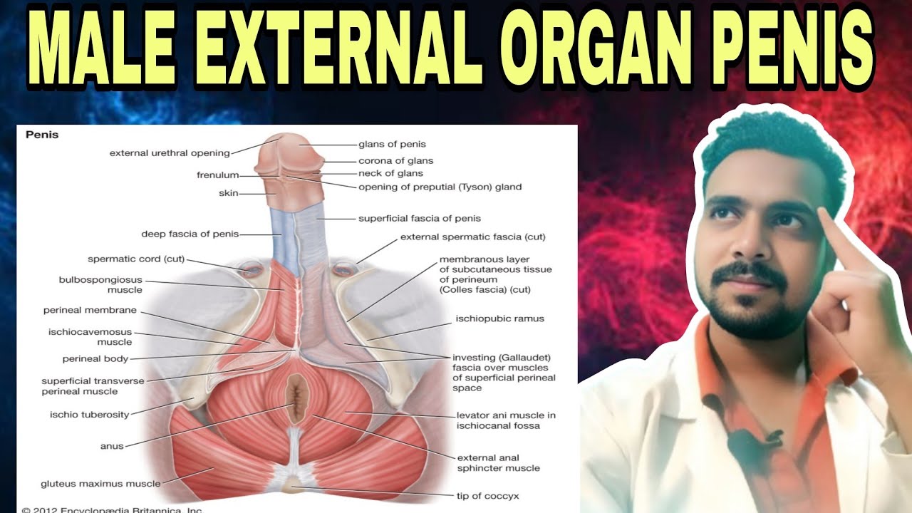 Male External Organ &ndash; Penis | Anatomy, Structure & Function | Physiology Hindi | Antish Education