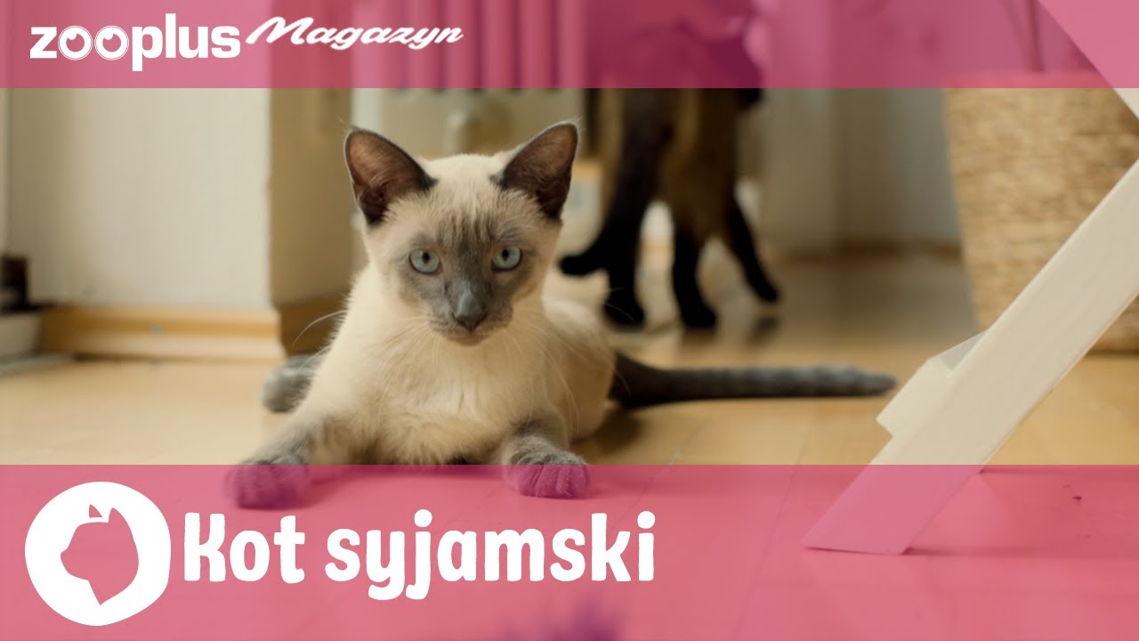 🐾 Kot syjamski – elegancja i osobowość | zooplus