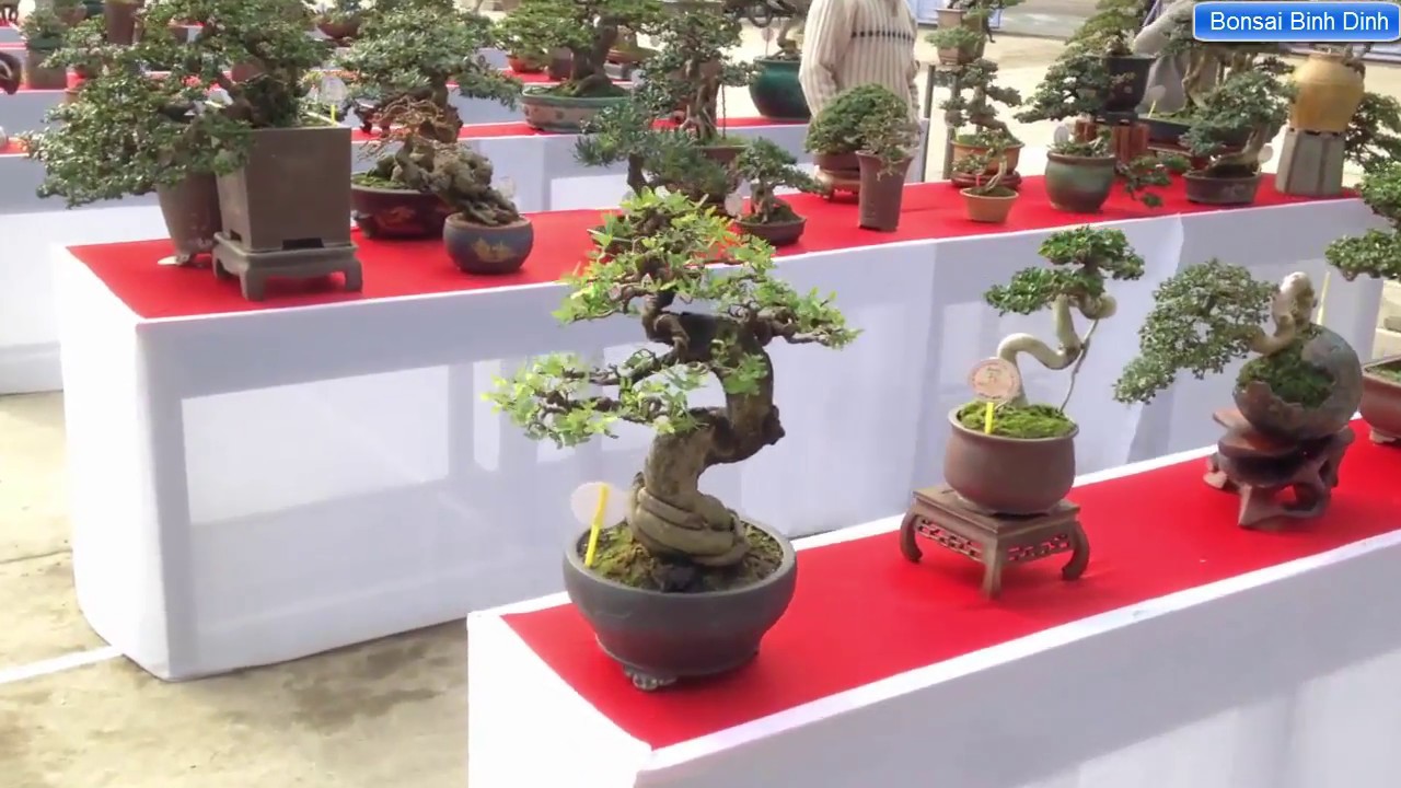 Dạo quanh một vòng Triển lãm cây cảnh phường Trần Phú-Quy Nhơn - Bonsai Binh Dinh