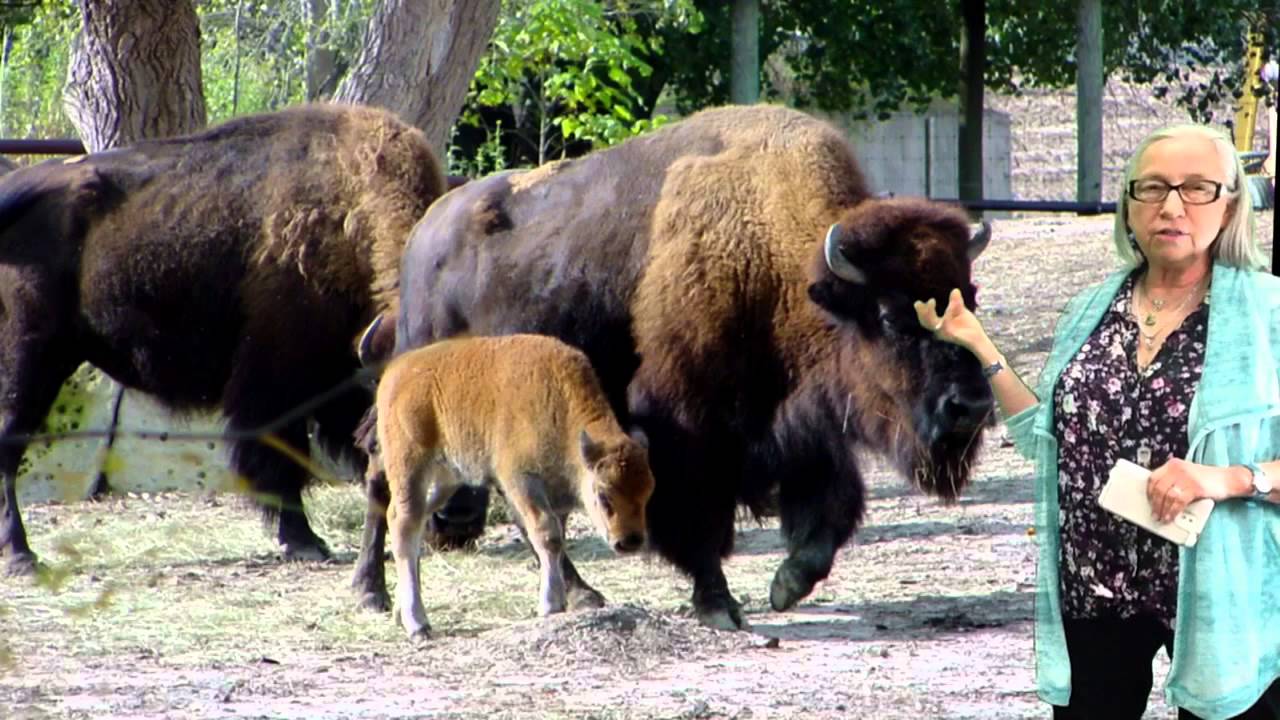 Oklahoma Bison