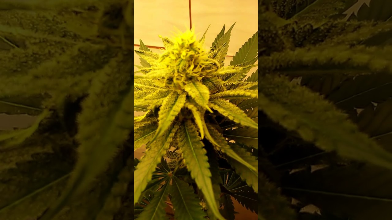 T5 grow 2ft 4bulbs week 5 flowering