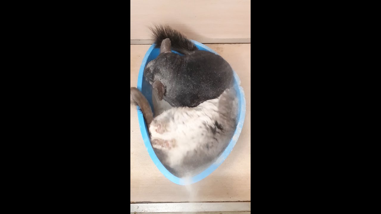 Chinchilla bathing in dust (slow motion)