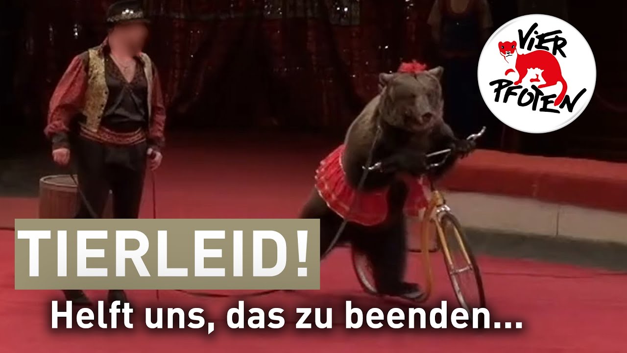 Wildtiere leiden im Zirkus | VIER PFOTEN