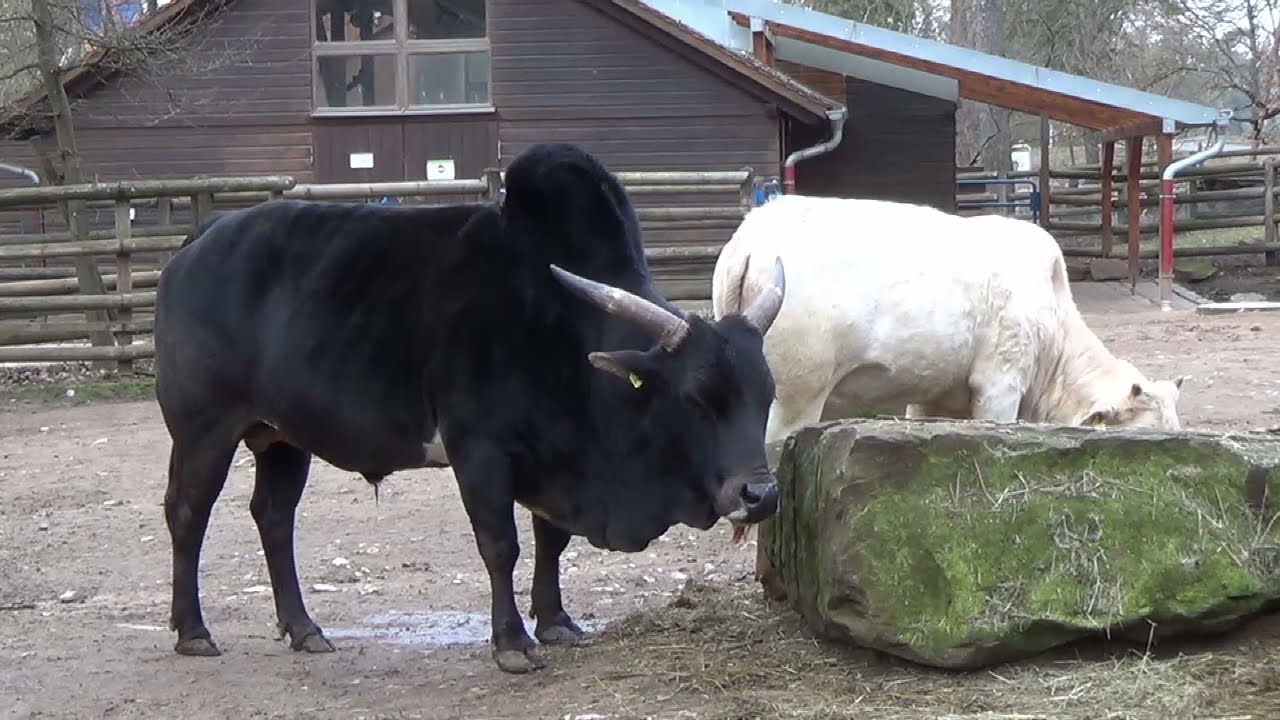 Wiederk&auml;uer im Tiergarten