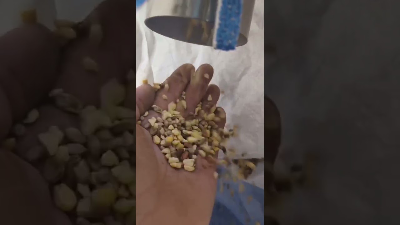 Trieur optique pour le tri du blé, des céréales, des haricots dans les fermes biologiques en France.