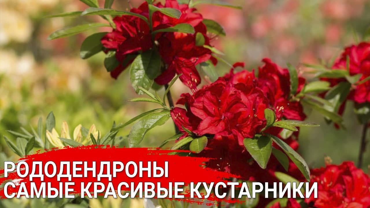 Рододендроны - самые красивые кустарники